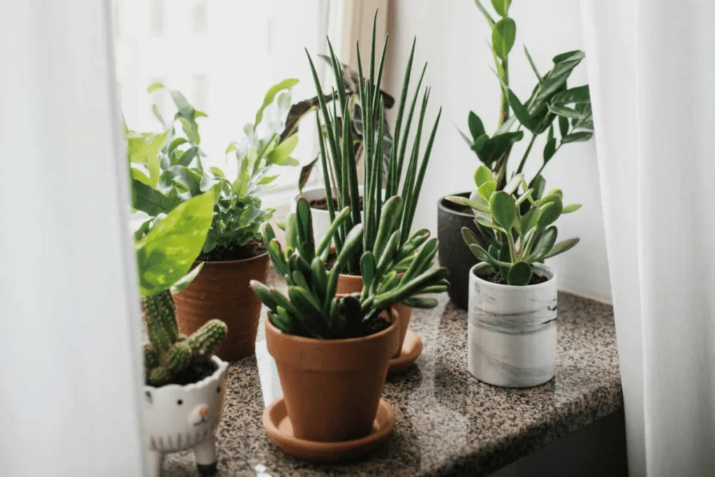 綠植的風水能量