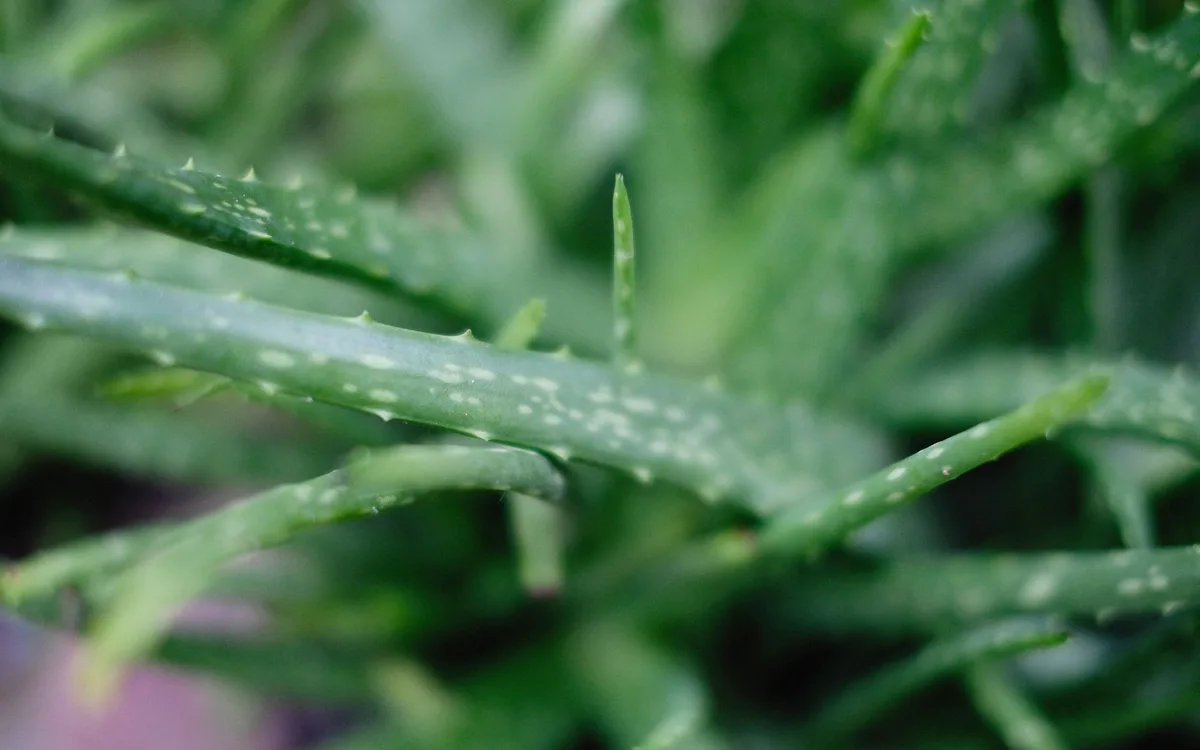皮膚泛紅與應對