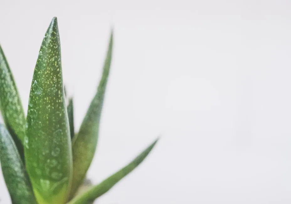 如何用蘆薈膠進行多用途護理?高效舒緩保濕控油完整教學