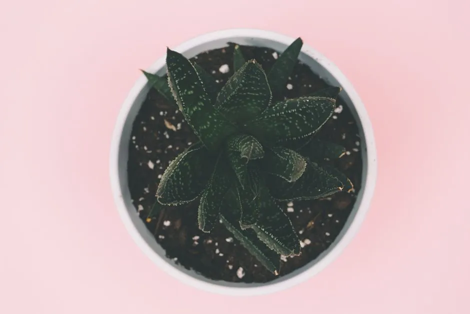 曬傷後脫皮可以撕嗎?皮膚科醫師教你曬傷後護理完整教學