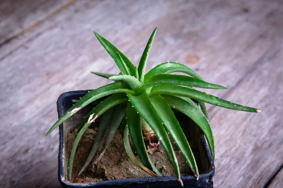 皮膚會自己變白嗎? 高效美白攻略:完整教學及曬後護理秘訣