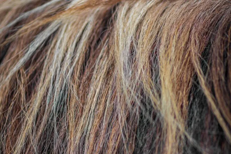 horse