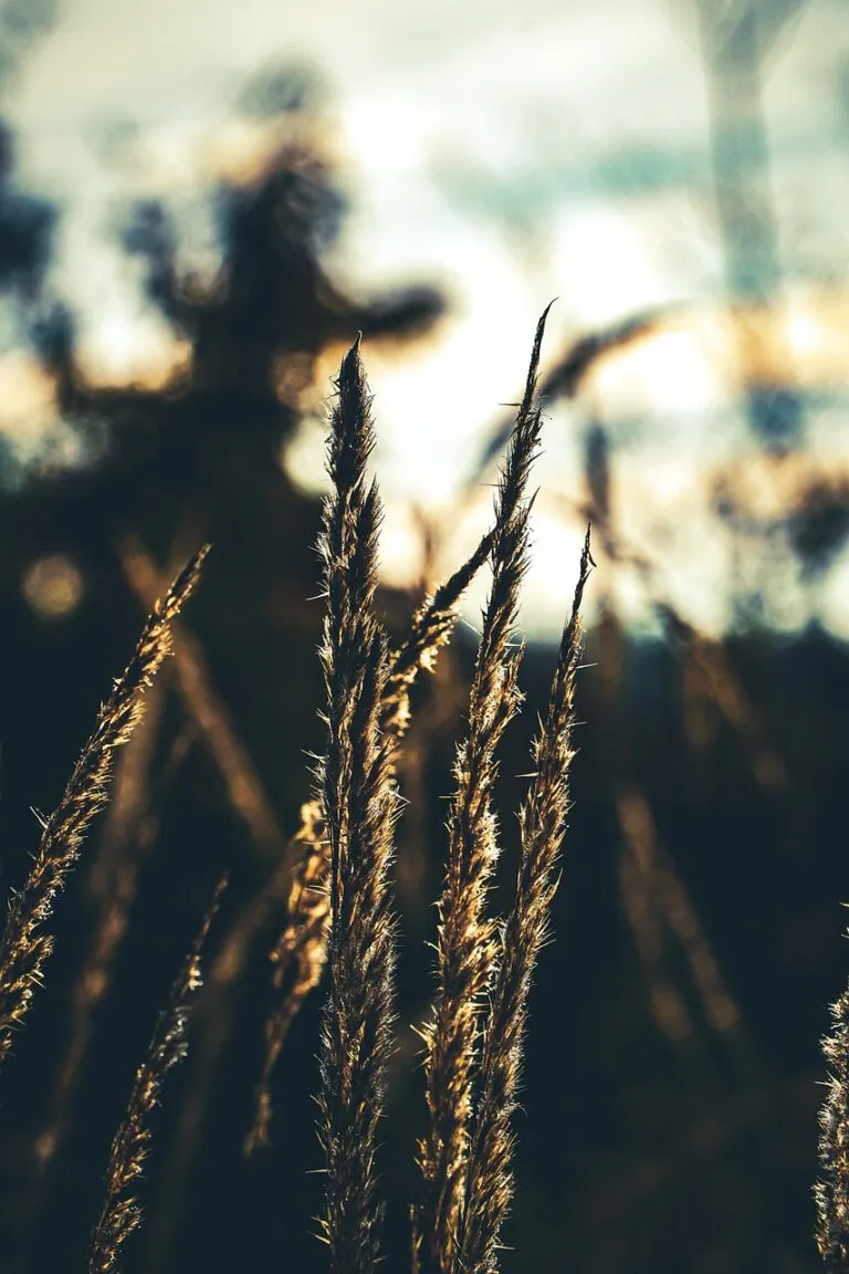 plant