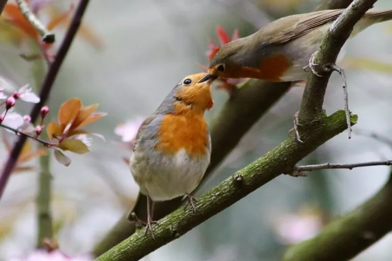 robin