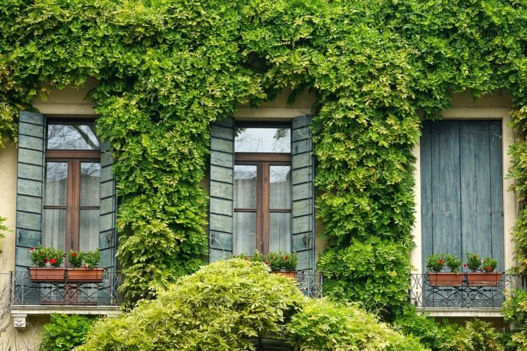 window