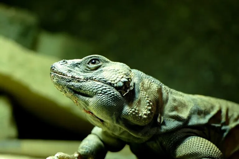 lizard