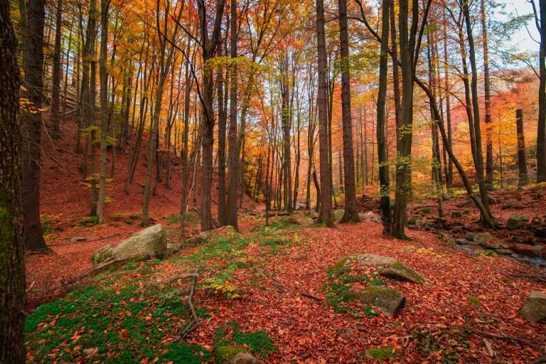 nature