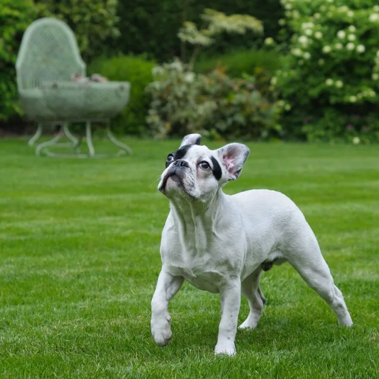 dog