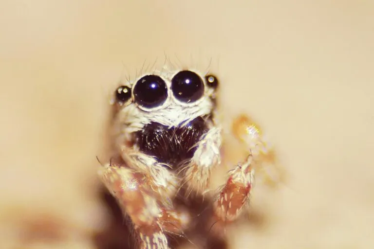 spider
