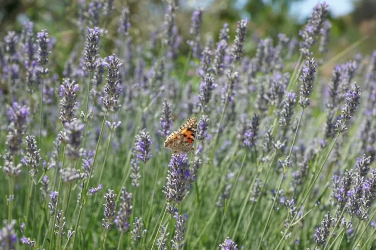 lavender