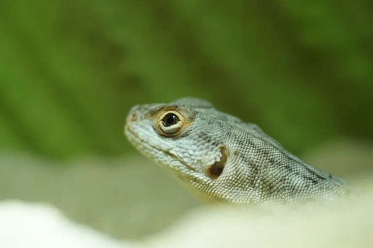 madagascar iguana oplurus