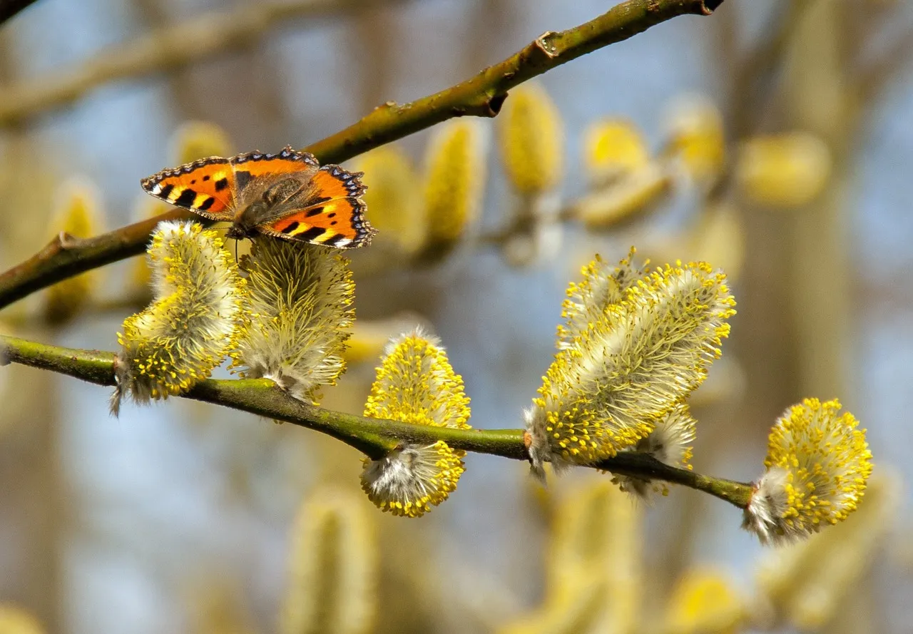 butterfly
