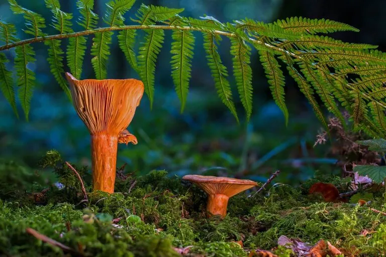 mushrooms
