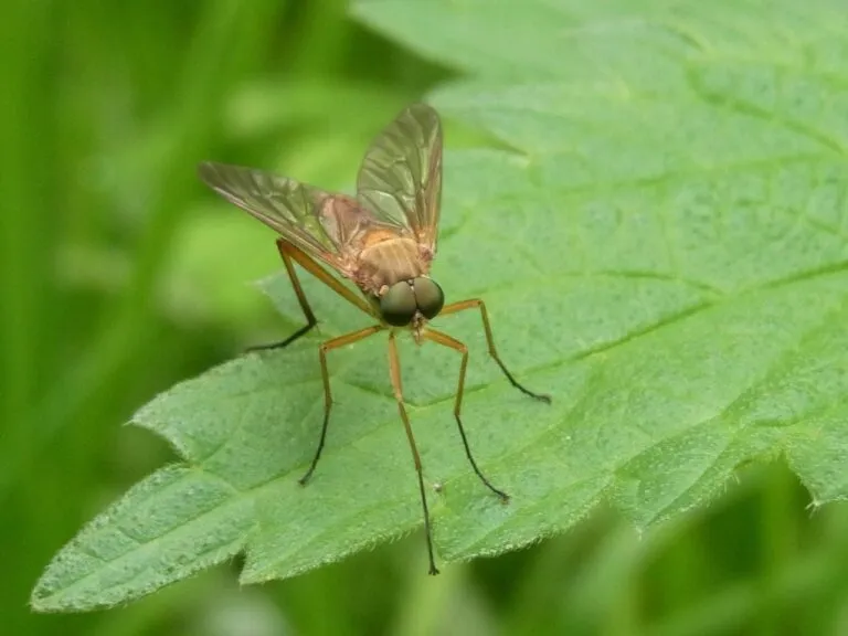mosquito
