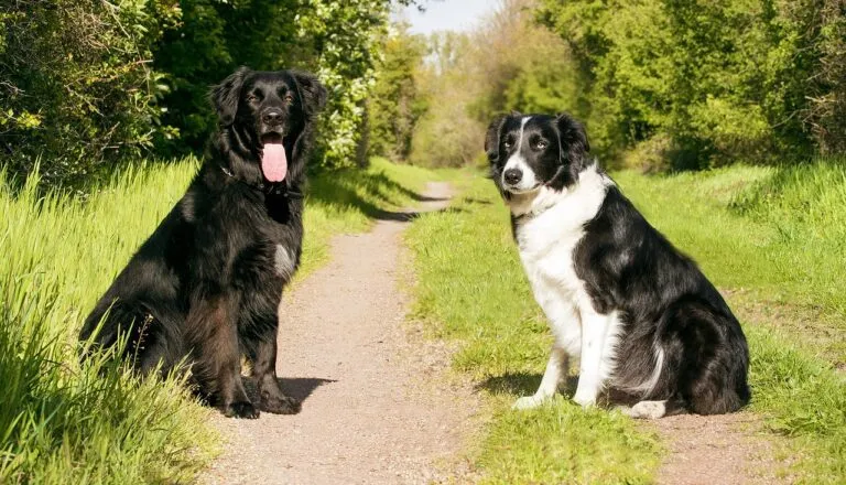 dogs