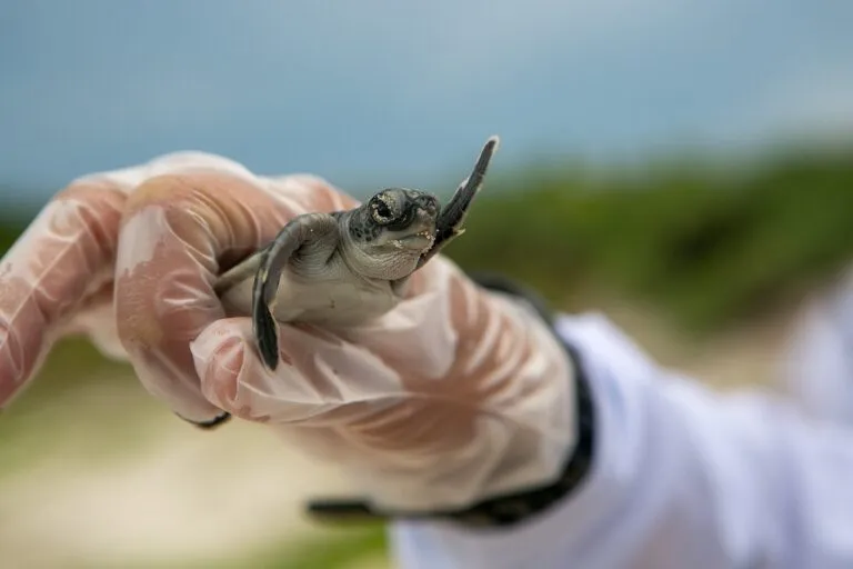 baby turtle