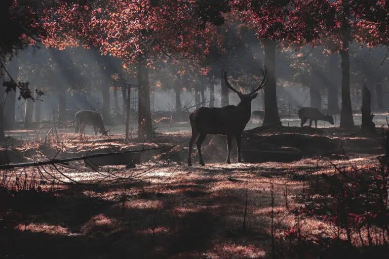 deer
