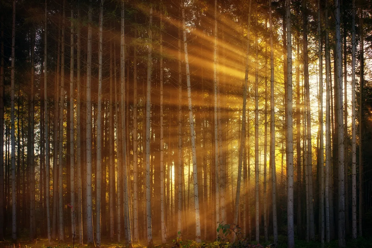 forest