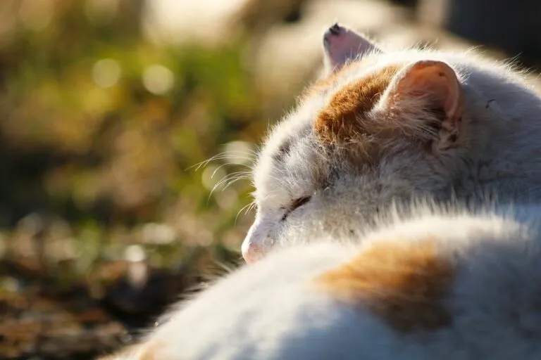 cat