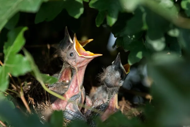 hatchlings