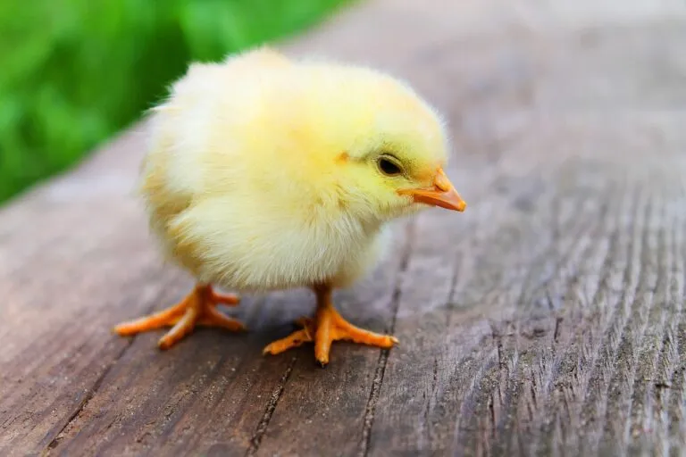 bird