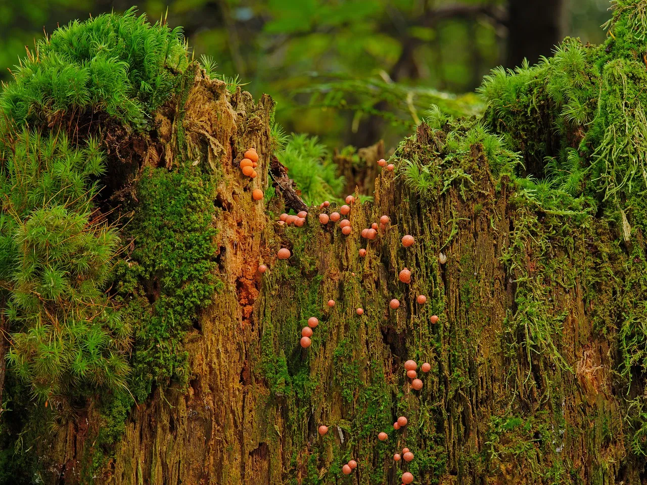 blood milk mushroom