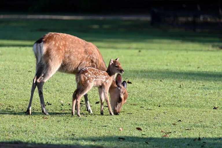 deer