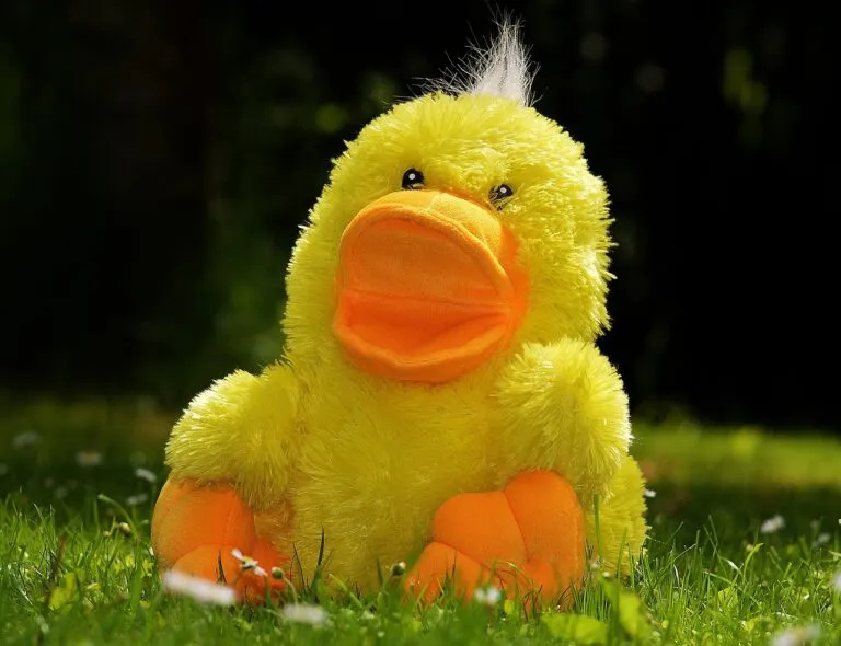 duck
