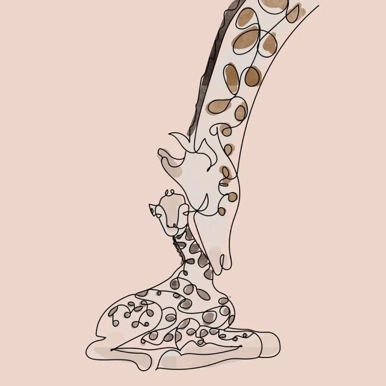 giraffes