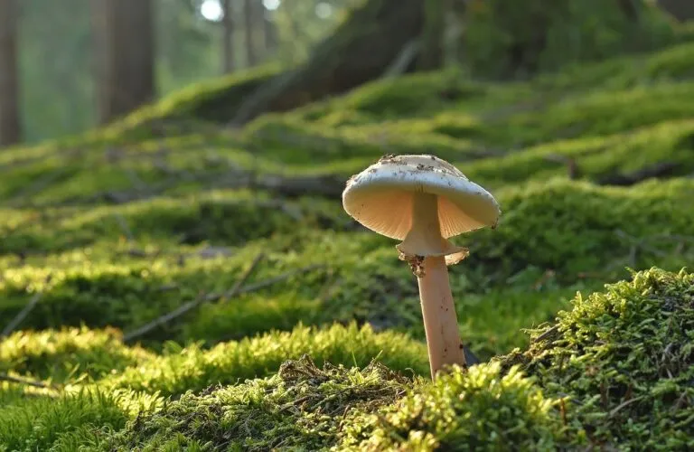 mushroom