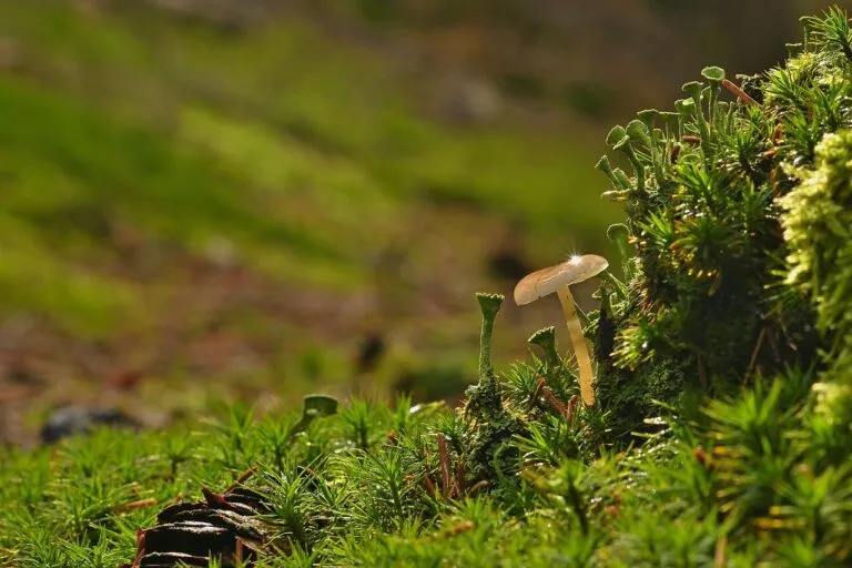 mushroom