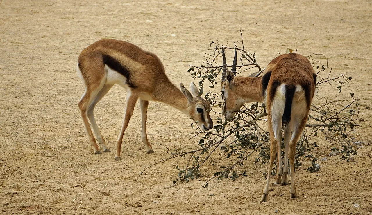springbok