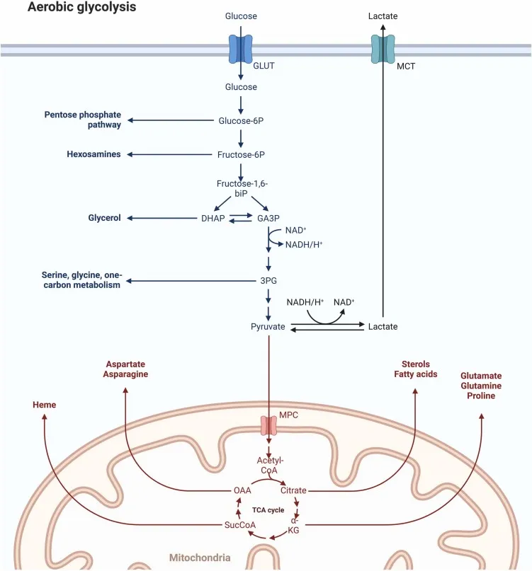 Glucose Metabolism - an overview | ScienceDirect Topics