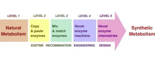 What Are Metabolic Body Types?–3 Primary & 3 Mixed Explained