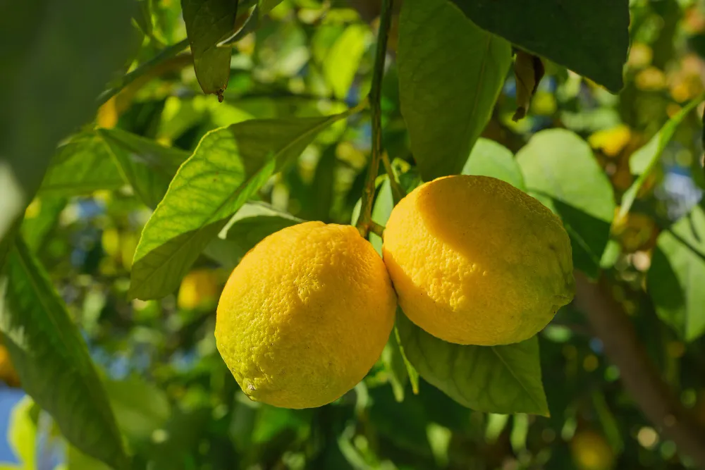 Is it more environmentally friendly to buy fresh lemons or a ...