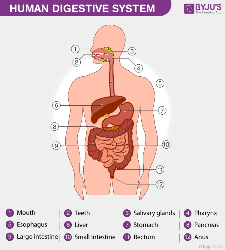 Human Digestive System - Parts Of Digestive System