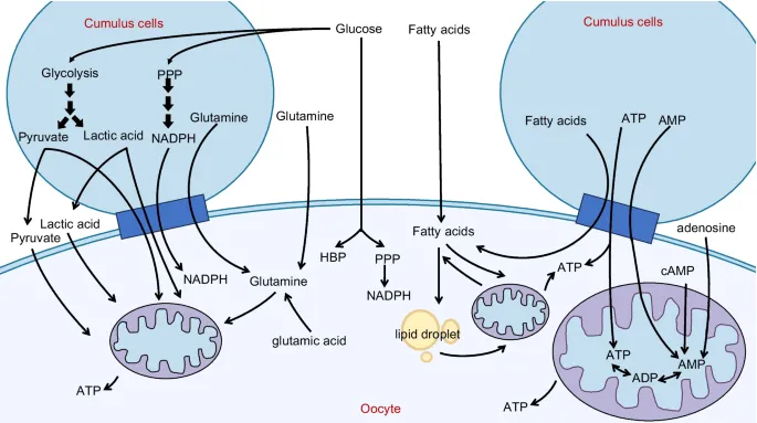 Ovarian aging: energy metabolism of oocytes | Journal of Ovarian ...