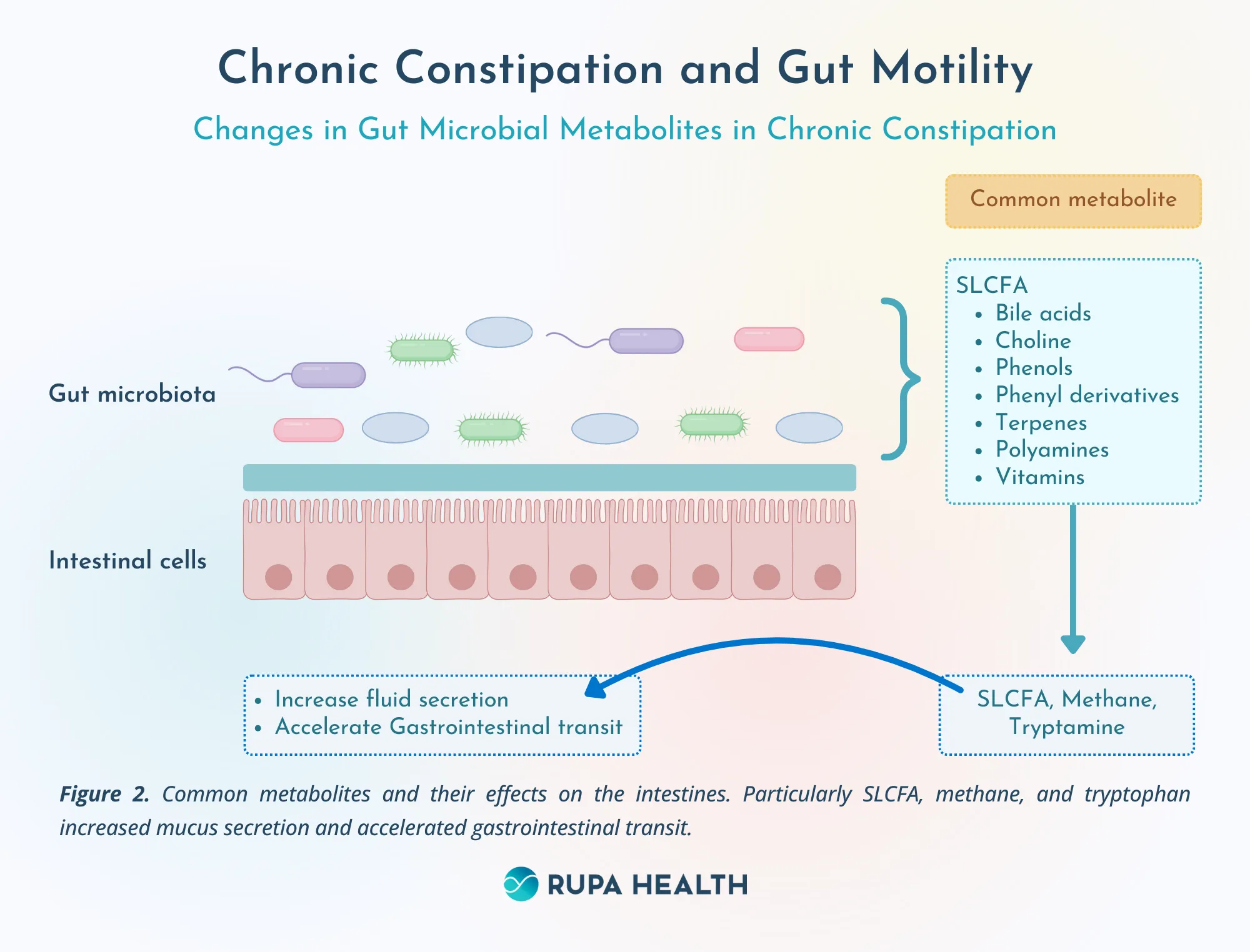 An increasingly complex view of intestinal motility | Nature ...