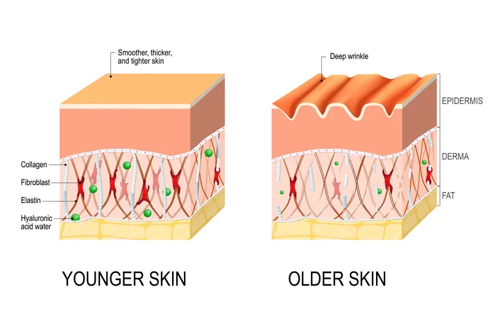 Is Collagen Supplementation Really Benefitting Your Skin? - UPMC ...