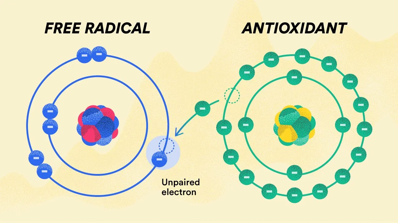 Free Radicals: What They Are and Their Impact on You