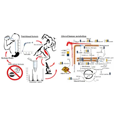 Nutritional Ketosis Alters Fuel Preference and Thereby Endurance ...