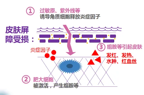 皮膚修復需要多久？ 影響修復速度的關鍵因素與高效護理技巧