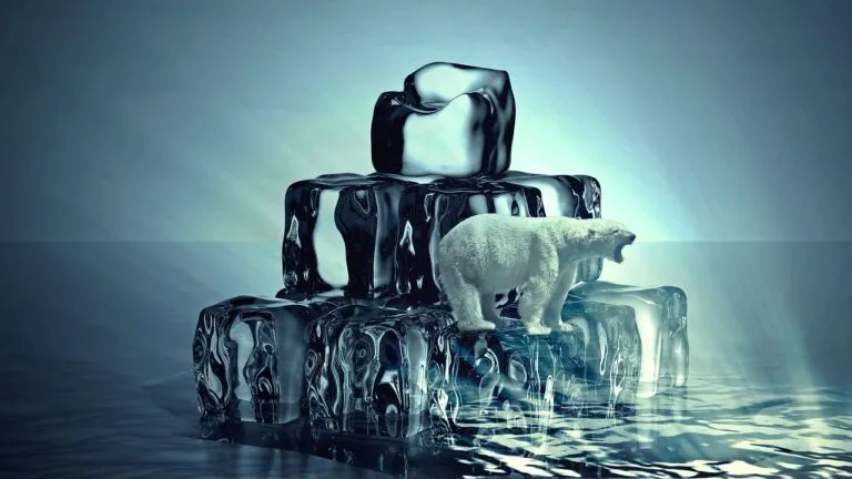 icebear