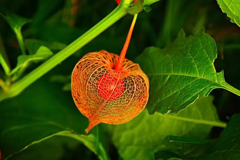 bladder cherry