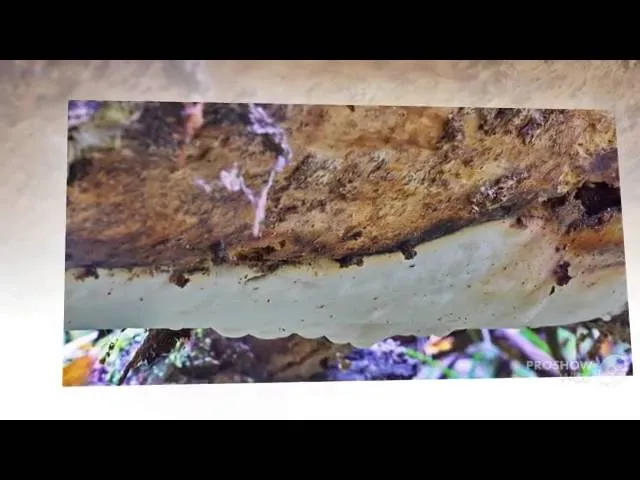 葡眾樟芝益和其他產品的區別是什麼？菌絲體萃取的秘密與高效選擇指南
