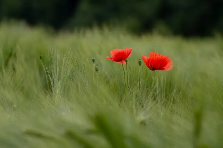 flowers