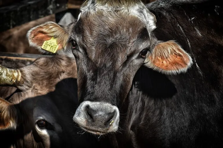 cows