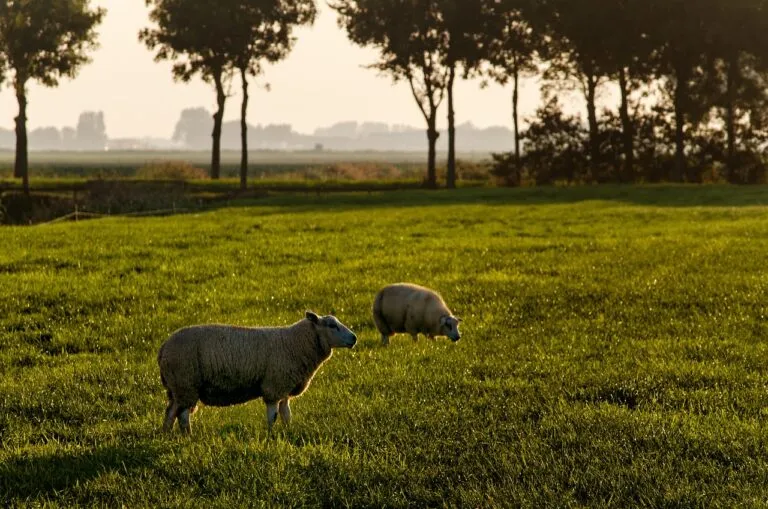 sheep