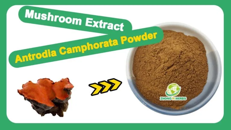 Zhongyiherbs Antrodia Camphorata Mushroom Extract Source Factory To Introduce To You.