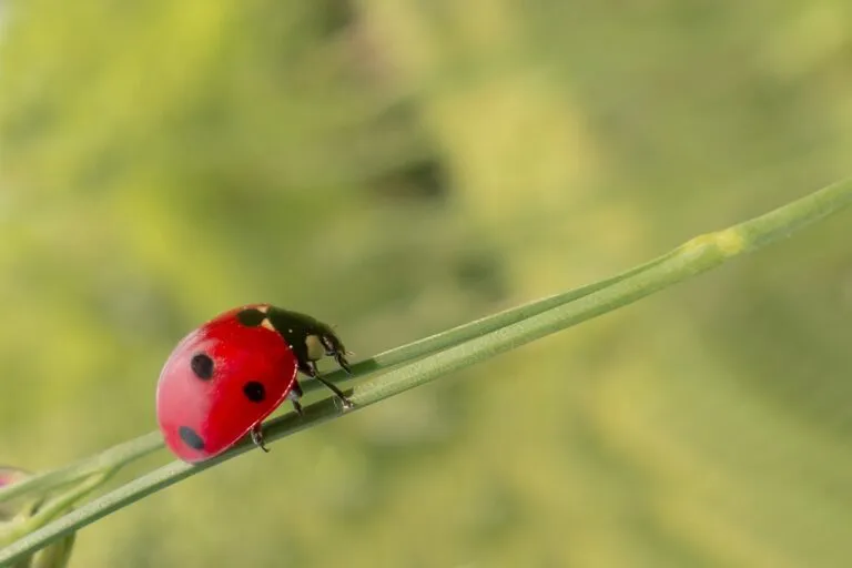 biological